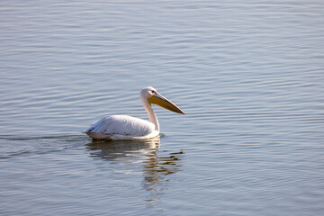 A pelican swims in a lake, during the autumn migration season, passing through the skies of the State of Israel in the Syrian-African rift, heading south to Africa