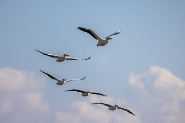 Pelican Doa, during the migratory season in the fall, passes through the skies of the State of Israel in the Syrian-African rift, heading south to Africa