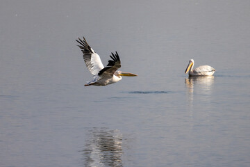 Pelican Doa, during the migratory season in the fall, passes through the skies of the State of Israel in the Syrian-African rift, heading south to Africa