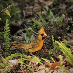Rare One in a Million Yellow Cardinal