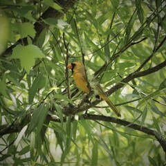 Rare One in a Million Yellow Cardinal