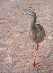 Seriema bird at Iguassu Falls
