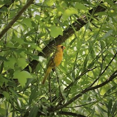 Rare One in a Million Yellow Cardinal