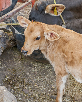 Calf with his mother concept of rural life