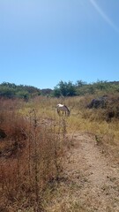 hiking in the mountains