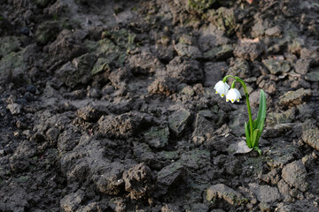 The first snowdrops are the harbingers of spring. Snowdrop carpathian white flower