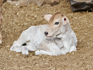 Adorable calf in the meadow resting concept of rural farm life
