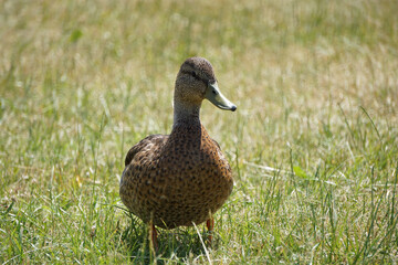 Brown mallard duck walking on grass