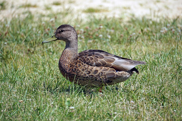 Brown mallard duck walking on grass