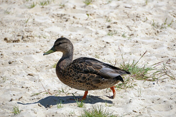 Brown mallard duck walking on sand