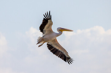 A pelican swims in a lake, during the autumn migration season, passing through the skies of the State of Israel in the Syrian-African rift, heading south to Africa