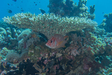 Coral reef and water plants at the Tubbataha Reefs, Philippines
