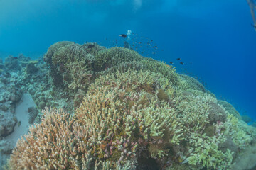 Coral reef and water plants at the Tubbataha Reefs, Philippines
