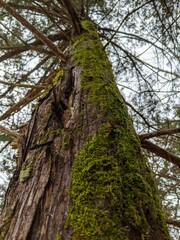 Mossy Tree