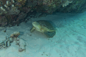 Hawksbill sea turtle at the Tubbataha Reefs Philippines