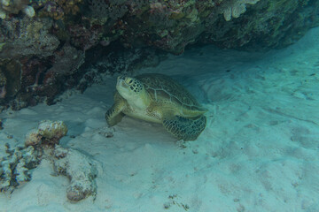 Obraz premium Hawksbill sea turtle at the Tubbataha Reefs Philippines