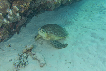 Fototapeta premium Hawksbill sea turtle at the Tubbataha Reefs Philippines