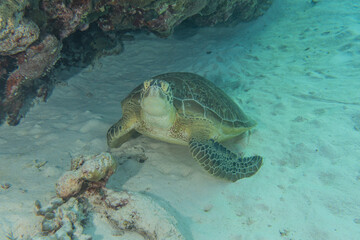 Hawksbill sea turtle at the Tubbataha Reefs Philippines
