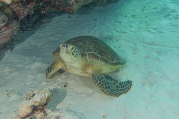 Obraz premium Hawksbill sea turtle at the Tubbataha Reefs Philippines
