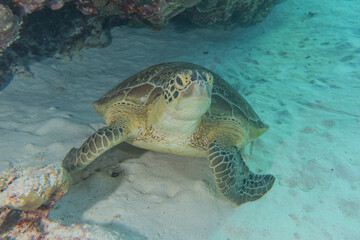 Obraz premium Hawksbill sea turtle at the Tubbataha Reefs Philippines