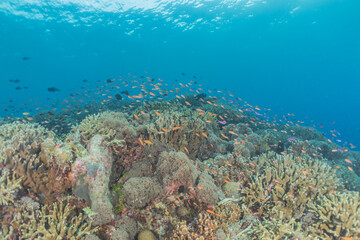 Naklejka na ściany i meble Coral reef and water plants at the Tubbataha Reefs, Philippines 