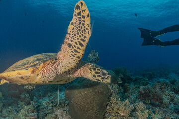 Hawksbill sea turtle at the Tubbataha Reefs Philippines