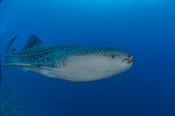 Fototapeta premium Whale shark at the tubbataha reef national park Philippines