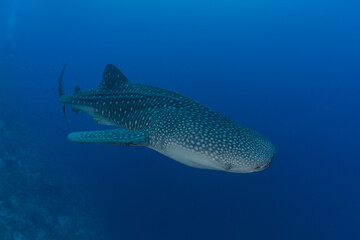 Whale shark at the tubbataha reef national park Philippines