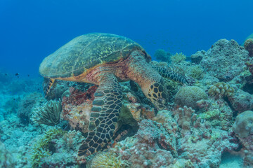 Hawksbill sea turtle at the Tubbataha Reefs Philippines