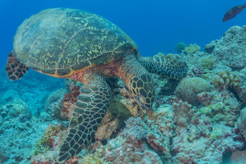 Hawksbill sea turtle at the Tubbataha Reefs Philippines
