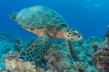 Fototapeta na wymiar Hawksbill sea turtle at the Tubbataha Reefs Philippines