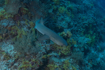 Obraz premium shark swimming at the tubbataha reef national park Philippines