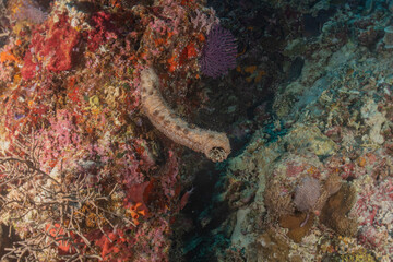 Coral reef and water plants at the Tubbataha Reefs, Philippines
