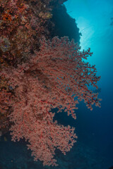 Fototapeta na wymiar Coral reef and water plants at the Tubbataha Reefs, Philippines 