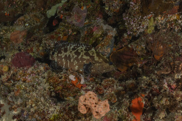 Coral reef and water plants at the Tubbataha Reefs, Philippines
