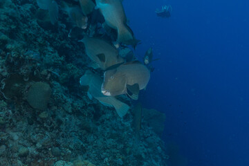 Fototapeta premium Fish swim at the Tubbataha Reefs Natural Park Philippines 
