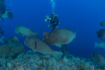 Fish swim at the Tubbataha Reefs Natural Park Philippines
