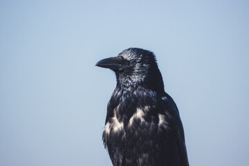Portrait of a raven on a branch