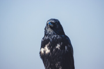 Portrait of a raven on a branch