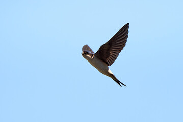 Common house martin bird in flight with insect in his beak (Delichon urbicum)