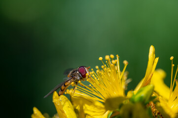 FLOWER,TREE,PLANTS,ANIMALS