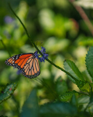 Fototapeta na wymiar butterfly on a tree monarch florida usa 