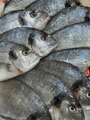 dorado fish fresh - top view