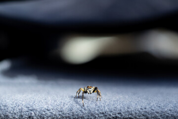 A jumping spider perched on cloth