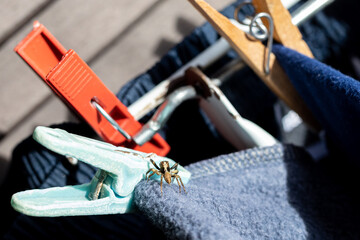 A jumping spider perched on clothes on a clothesline