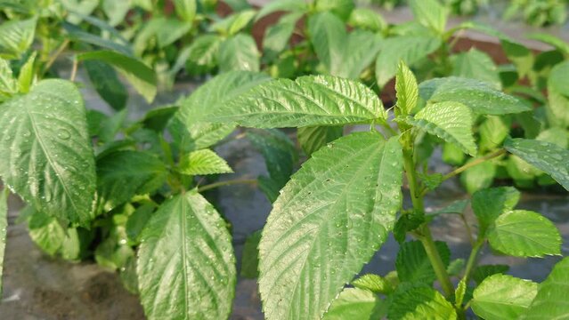 クレオパトラも愛したモロヘイヤの成長が、気温・湿度の上昇と共に、加速する。収穫まで、約２週間。　#モロヘイヤ #湿度 #温度 #加速 #成長 #夏野菜 　【撮影日時】2022-06-19 07:00