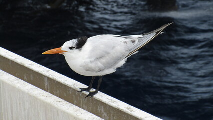 Aves en Plataforma, Ave Marina