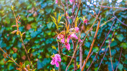 flowers in the garden