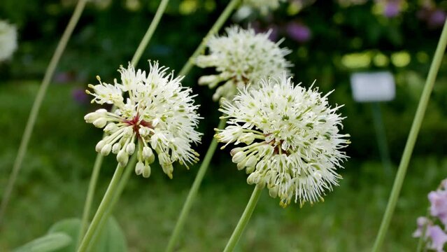 Blossom of Ramson , Kolba , or Bear onion , Wild garlic ( lat.  Allium ursinum) in garden