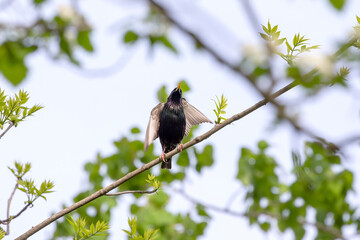 European Starling (Sturnus vulgaris). Bird. Every spring, European starlings nesting in the trees of city parks. Natural scene from Wisconsin.
